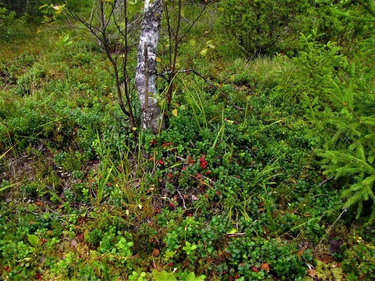 Брусника в сосновом лесу. Береза и брусника. Морошка и брусника карелия. Брусника поляна. Лес сосняк брусничник.