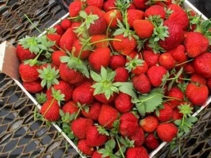 Клубника на турецком языке