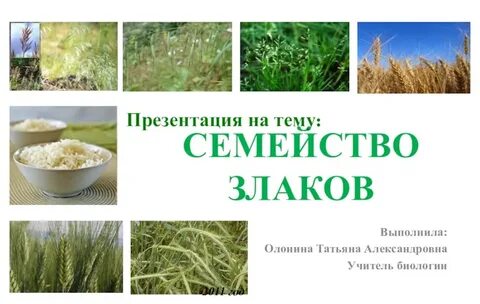 Тема злаковые