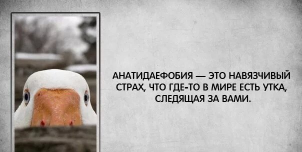 Как называется фобия когда за тобой следят. Боязнь уток. цитаты про уток. смешные афоризмы про страх. боязнь утки которая следит за тобой.