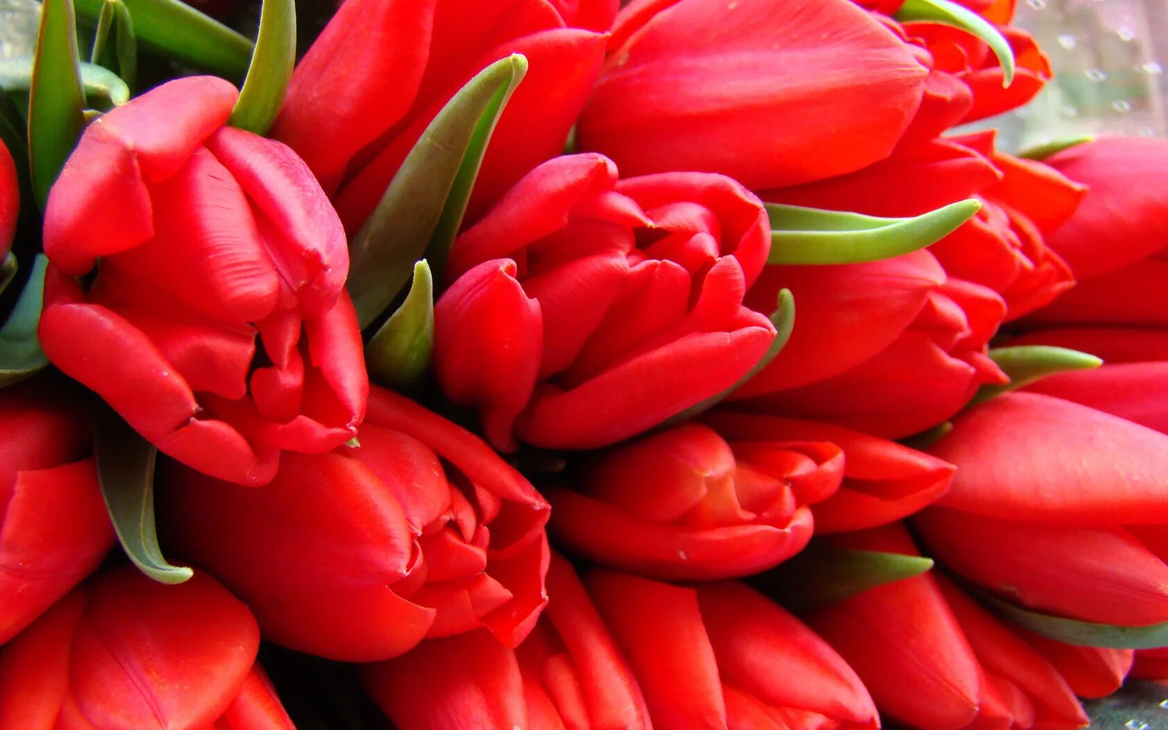 Тюльпаны открытки красивые с пожеланиями. Цветы тюльпаны. Красивые тюльпаны. Букет тюльпанов.