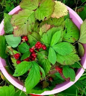 Чем полезна костяника