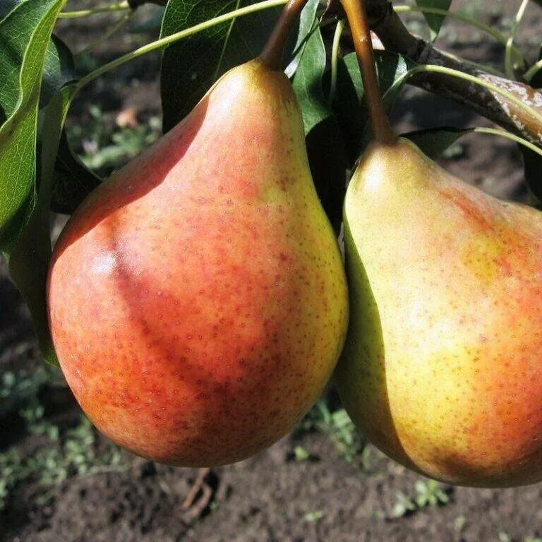 Груша силк кинг. Груша бера описание. Бере боск (сорт груш). Бере боск (сорт груш). Бере боск (сорт груш).