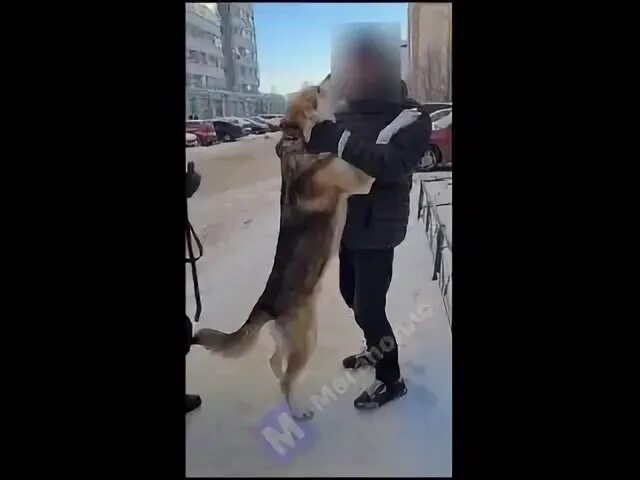 Новые передач собака фан 2024