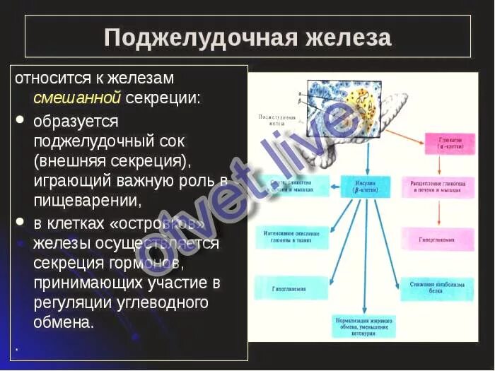 К железам смешанной секреции относятся. Почему поджелудочная железа относится к железам внутренней секреции. Половые железы относятся к внутренней секреции. Почему поджелудочную железу относят к железам смешанной секреции.