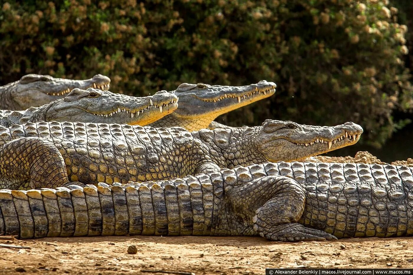 Австралийский гребнистый крокодил. Австралийский узкорылый крокодил. Нильский Аллигатор. Аллигаторы в Австралии.