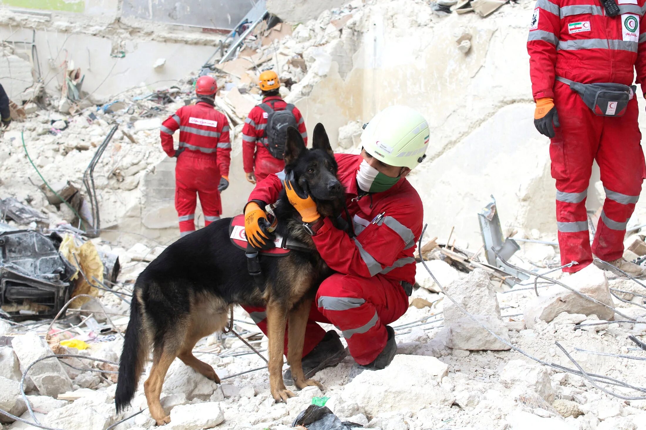 Спасательные работы при землетрясении. Собаки спасатели в Турции 2023. Российские спасатели в Турции 2023. Поисково-спасательная служба собак. Поисково спасательные собаки.