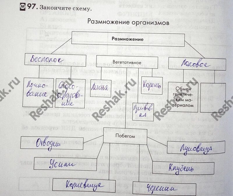 Закончите схему размножение организмов. Закончите схему. Закончи схему размножение организмов. Закончите схему размножение организмов размножение.