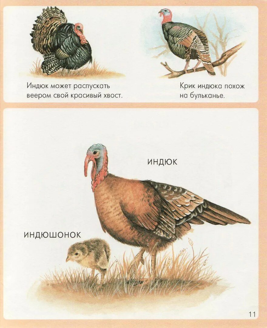 Индюк кричит. Как кричит индюк. Как кричит индюк. Индюк. Дилюк индюк.
