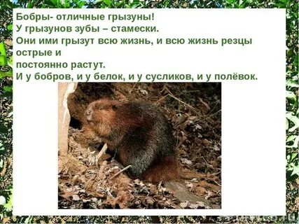 Могут ли зубы бобра расти всю жизнь