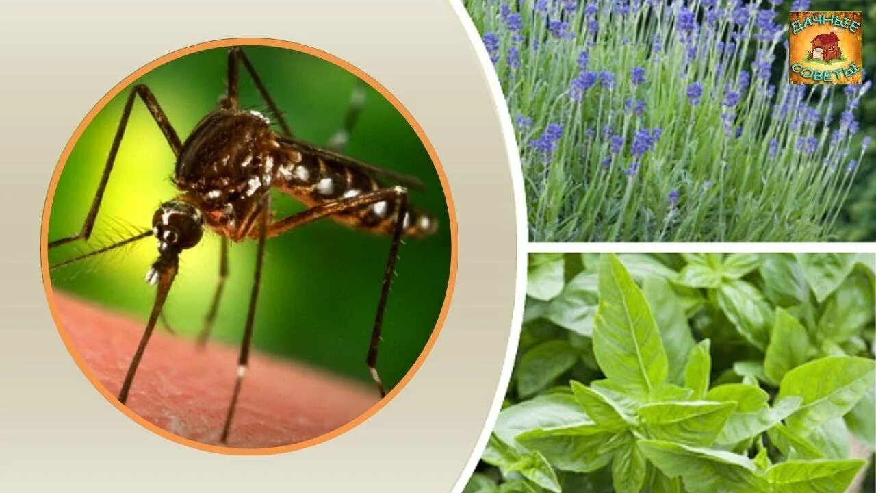 Растения от мух. Растения репелленты от комаров. Растения против комаров и мошек. Растения от мух и комаров на даче. Травы от комаров и мошек.