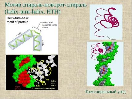 Быть представлена альфа спиралью стабилизироваться