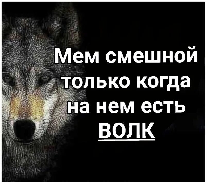 Человек человеку волк выражение. Цитаты волка мем. мемы с волками и цитатами. волчьи цитаты мемы. фразы с волками мемы.