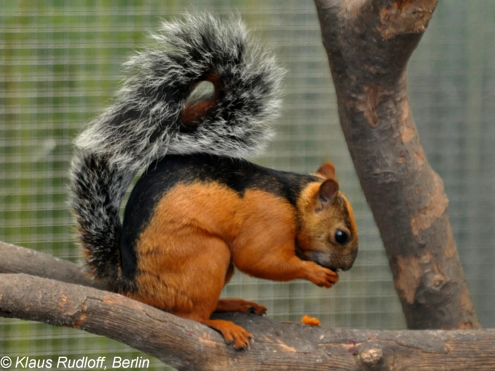 Пестрая белка. Sciurus VARIEGATOIDES. Необычные белки. Необычная белка. Белочки экзотические.