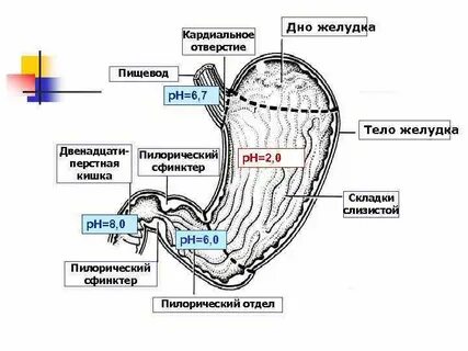 Кардиальный отдел желудка