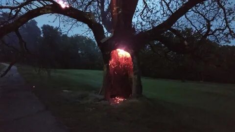Дерево попали
