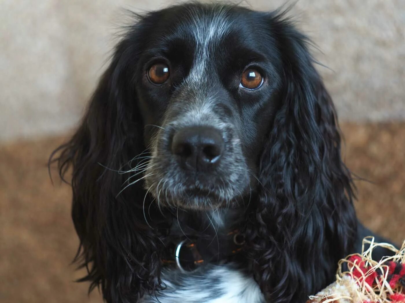 русский охотничийспаниэль. кокер спаниель русский охотничий. русский охотничий спаниель черный. русский охотничий спаниель. английский кокер спаниель охотничий.