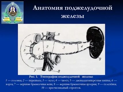 Топография поджелудочной