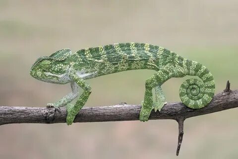 Хамелеон класс животных