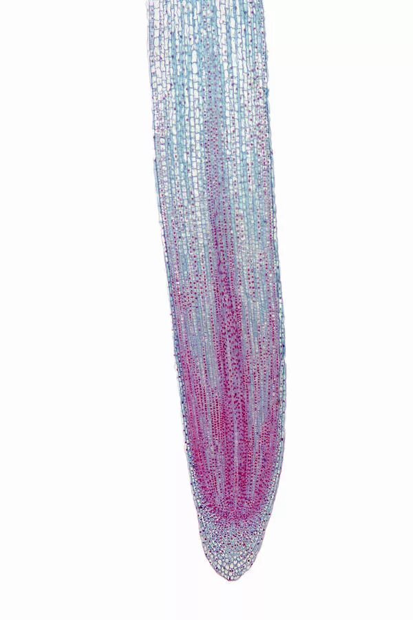 Root tip. Root tip