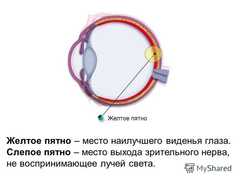 Желтое пятно значение. Зрительный анализатор желтое пятно. желтое пятно и слепое пятно. слепое и желтое пятно глаза.