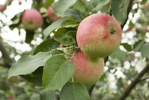 Яблоня готика описание фото отзывы
