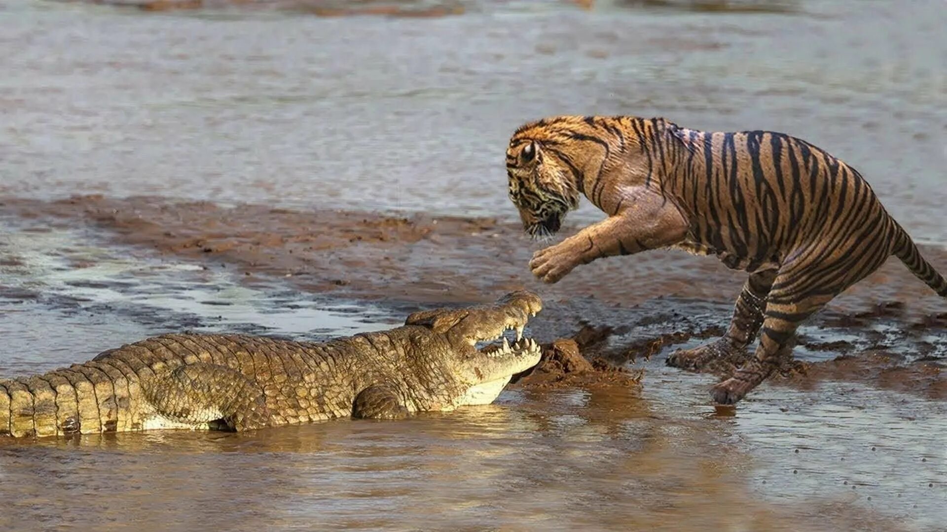 Тигр лев крокодил. Гребнистый крокодил против тигра. Нильский крокодил охота на Львов. Нильский крокодил и Лев.