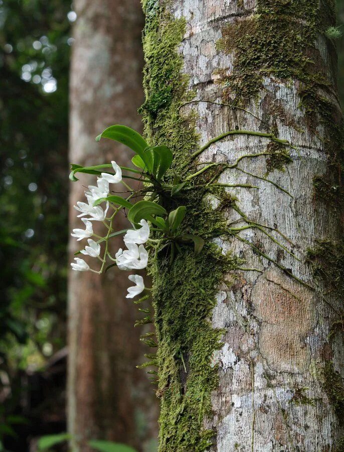 Отношения между деревом и эпифитом. Орхидея эпифит. Орхидея фаленопсис в дикой природе. Эпифиты орхидеи фаленопсис. Эпифиты Дендробиум.