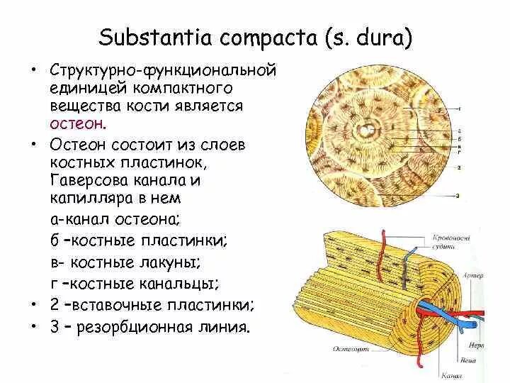 Структурная единица кости. Костная пластинка и костные канальцы. Остеон структурно-функциональная единица костей. Единицу кости Остеон. Остеон структурная единица костной ткани.