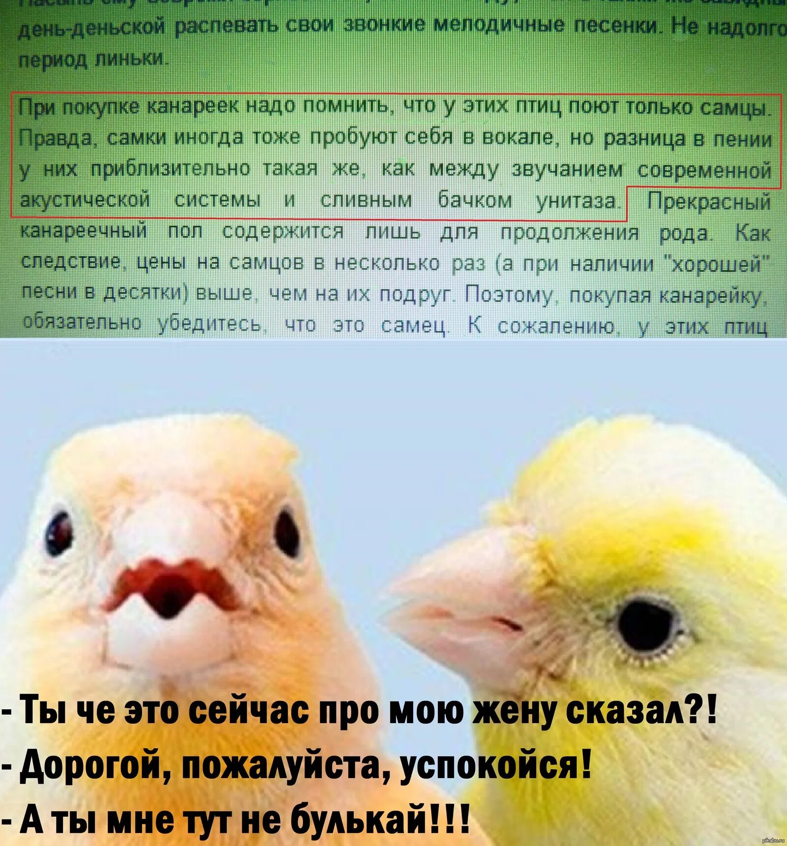Почему изменилось отношение канарейки