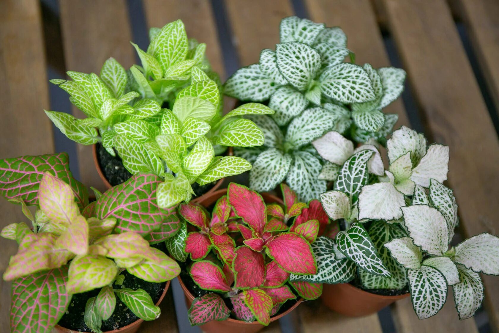 Фиттония сорта. Фиттония микс. fittonia albivenis. фиттония скелетон. фиттония уайт тайгер.
