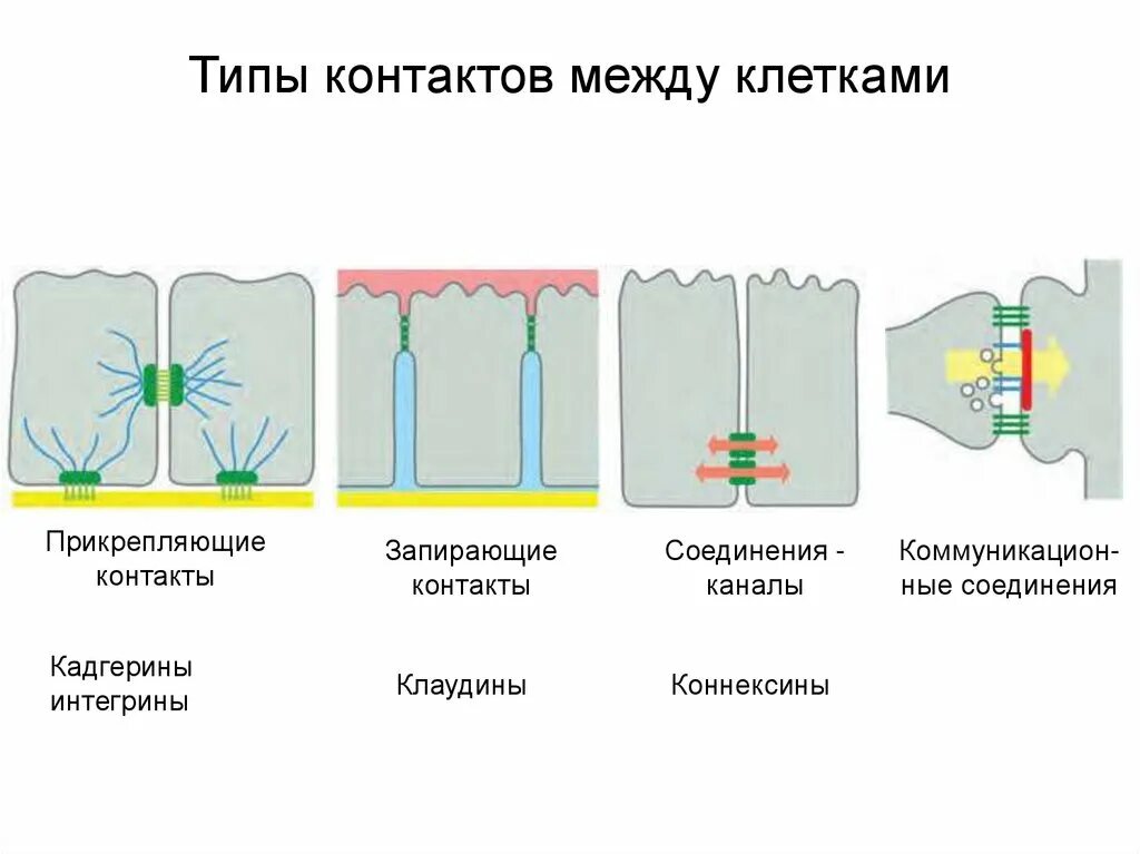 Между клетками есть. Типы межклеточных соединений. Межклеточные соединения (контакты). Типы межклеточных соединений простые. Типы межклеточных контактов таблица.