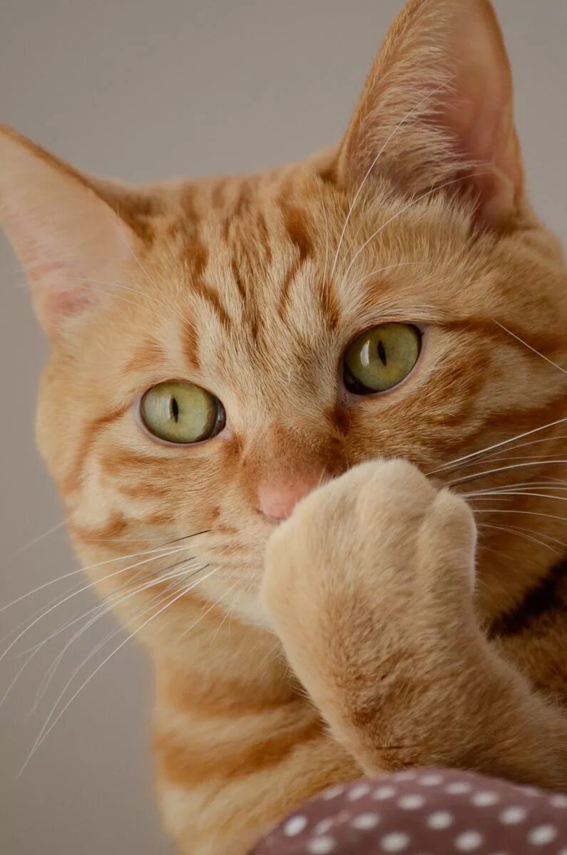 Cat most. Tabby cat рыжий. азиатская табби рыжая. азиатская табби кошка рыжая. рыжий.