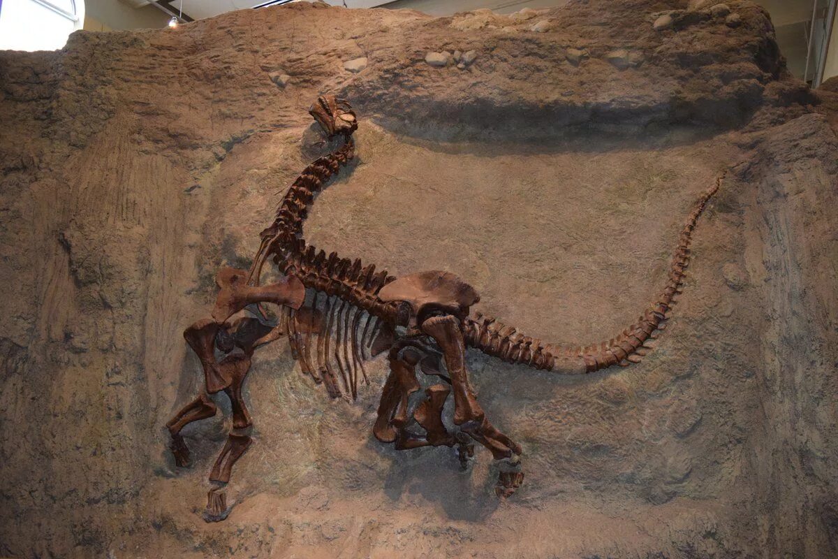 Окаменелости костей динозавров. Окаменевшие кости динозавров. Раскопки останков динозавров. Музей костей динозавров.