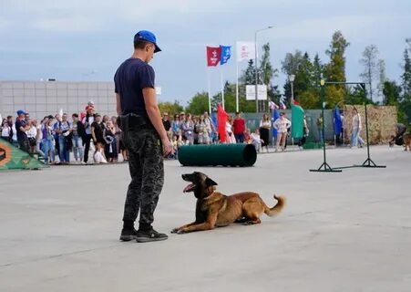 Соревнования собак это