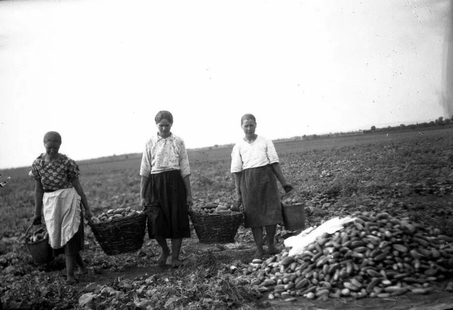 Советская живопись крестьяне деревня село. Машинно-тракторные станции коллективизация. Колонисты беларуси. Колхоз эстетика. Мичурина.