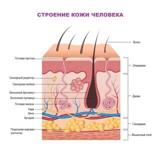 Почему кожа нормальная