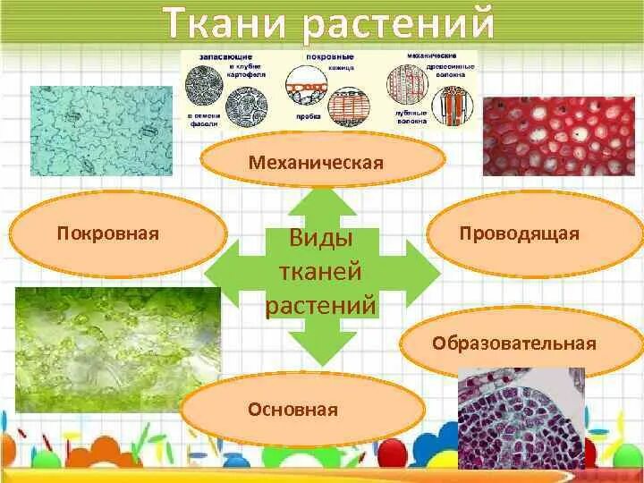 Ткани растений и их части. Покровная, образовательная, механическая ткани растений. Основные ткани растений. Основная растительная ткань. Ткани покровная механическая Проводящая образовательная.