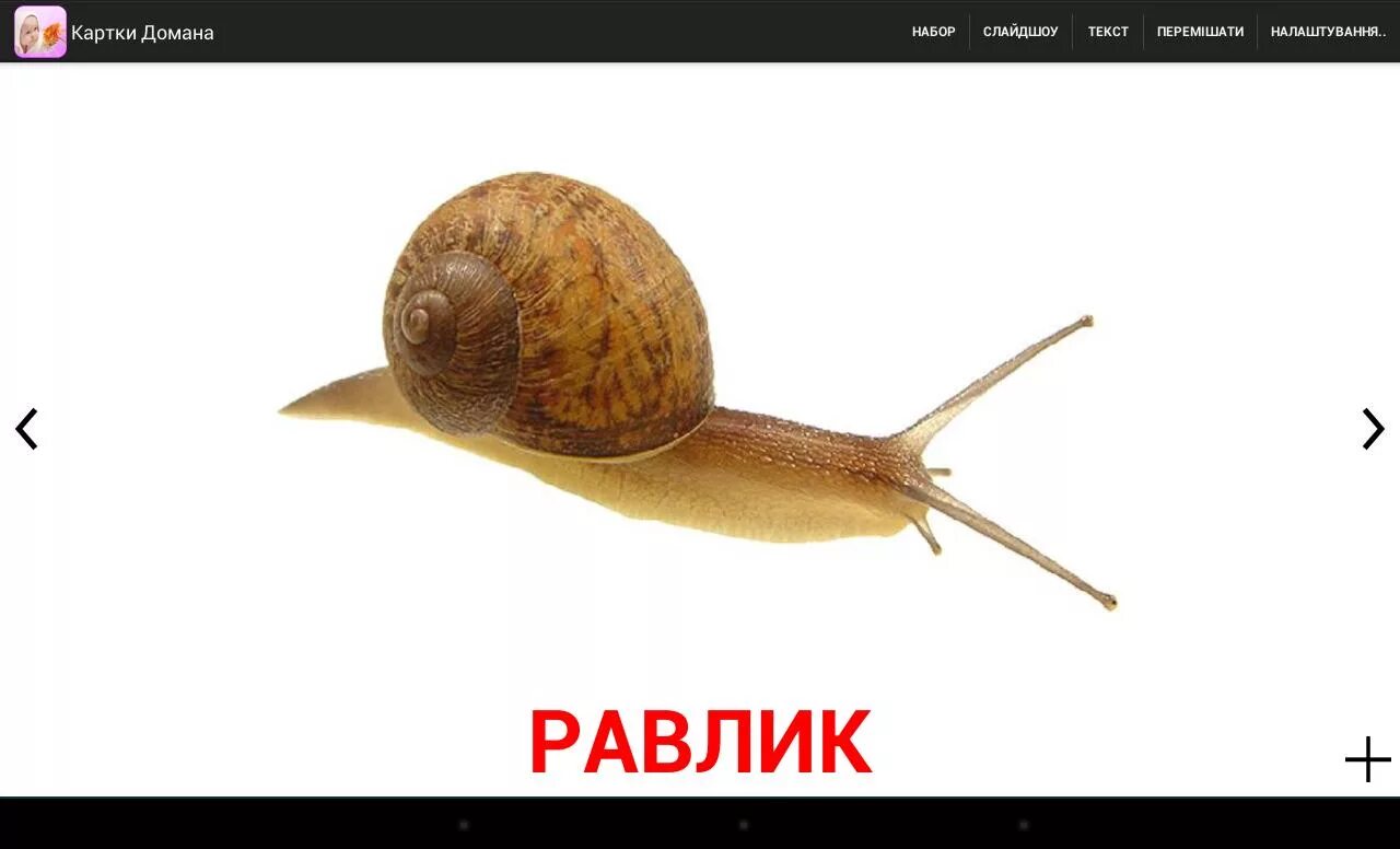 Пустынная улитка. Улитка без улитки для детей на прозрачном фоне. Как по английски улитка. Улитка на англ. Буква у похожа на улитку.