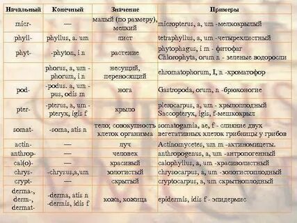 Латинский корень слова