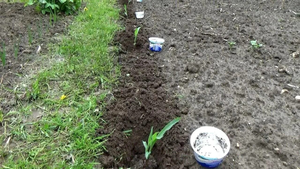 Когда можно сеять кукурузу в открытый грунт. Высадка кукурузы в открытый грунт. садим кукурузу. посадка рассады кукурузы в открытый грунт. всходы кукурузы.