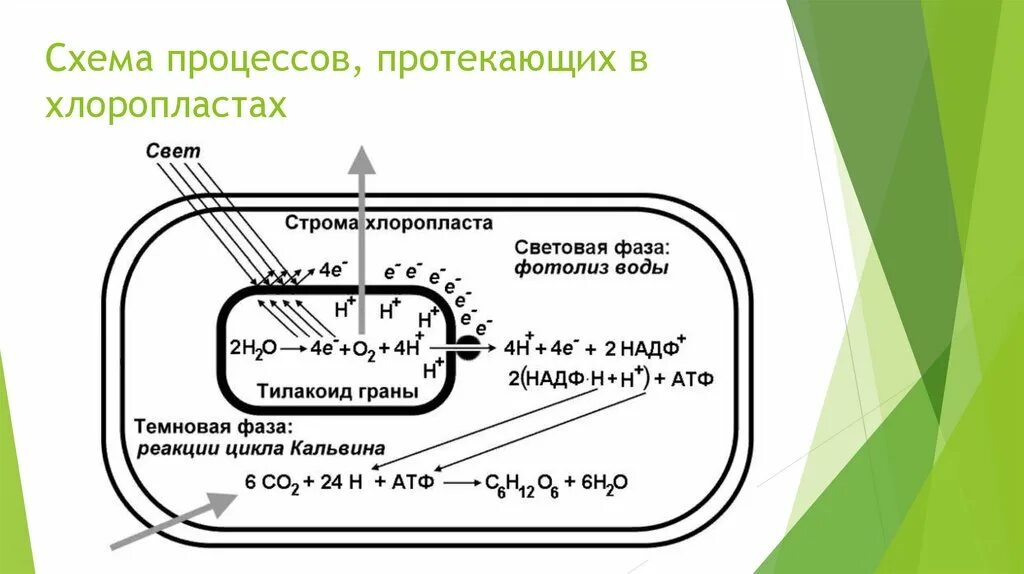 Цикл кальвина происходит в хлоропласта. Процесс фотосинтеза протекающий в хлоропласте схема. Схема процессов в хлоропластах. Процесс фотосинтеза в хлоропластах. Процессы происходящие в хлоропластах.