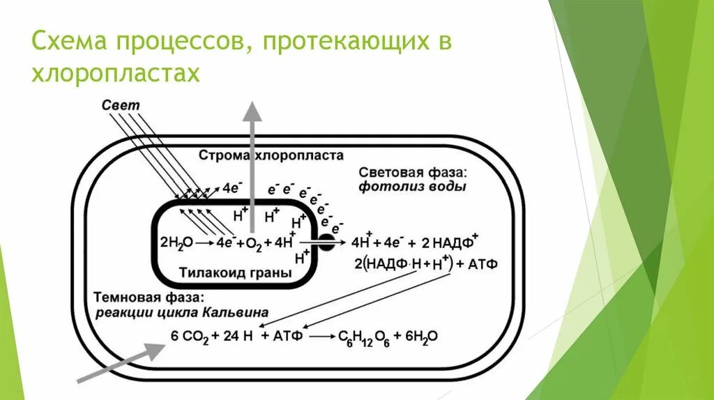 Цикл в хлоропластах. Процесс фотосинтеза протекающий в хлоропласте схема. Схема процессов в хлоропластах. Процесс фотосинтеза в хлоропластах. Процессы происходящие в хлоропластах.