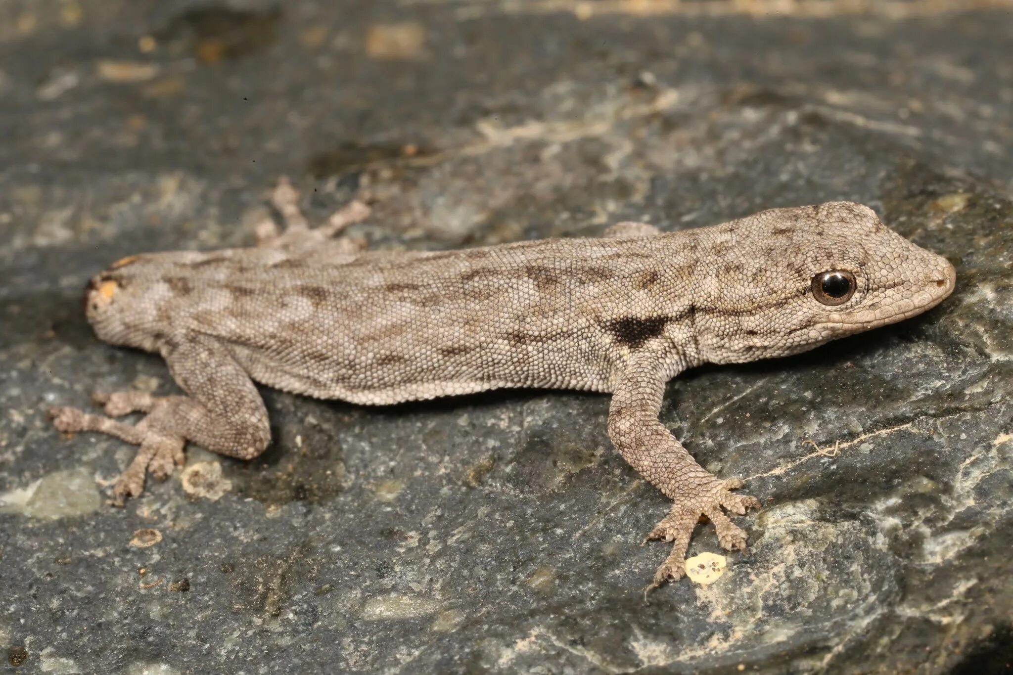 Lygodactylus picturatus. Герпетология. Lygodactylus capensis. Герпетология фото. Герпетология изучает