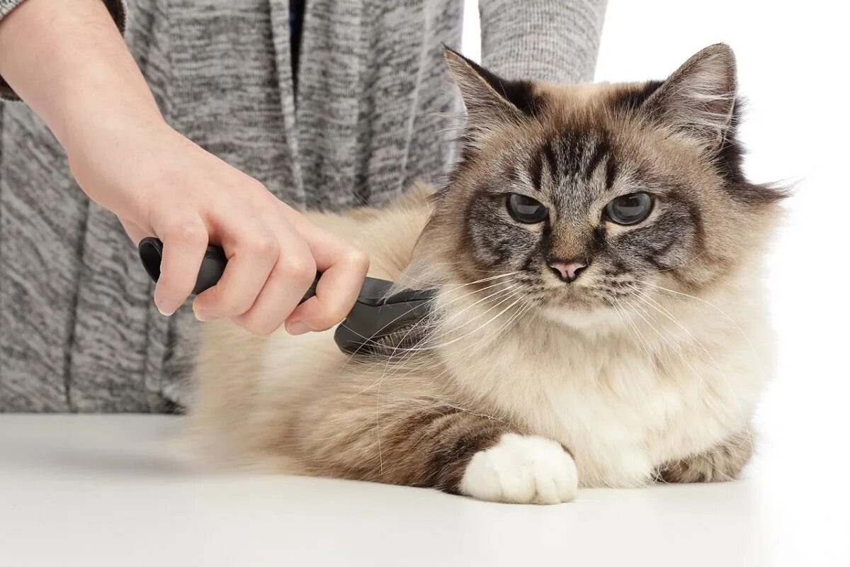Ухаживание за кошкой. Кота причесывают. Вычесывание кошек. Расчёска для короткошерстных кошек. Кота причесывают.