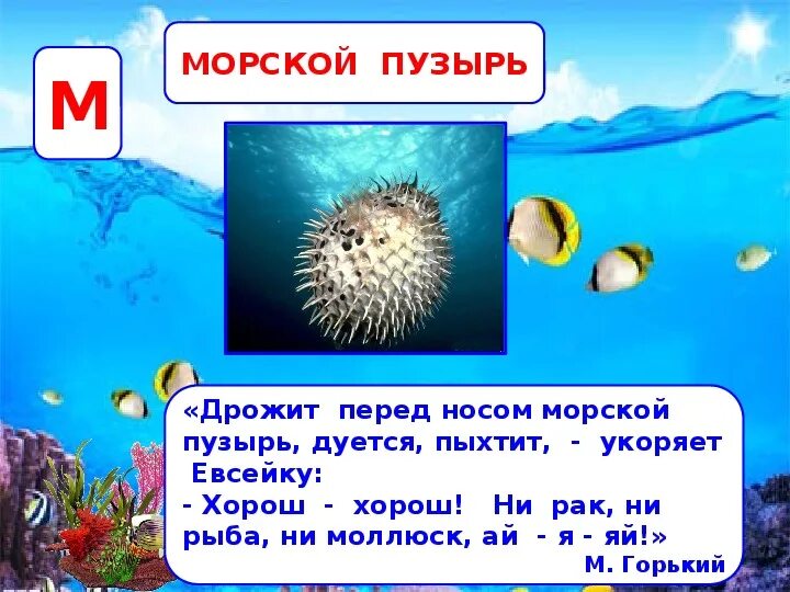 Значение слова пузырек. Морской пузырь описание 3 класс. Случай с Евсейкой презентация. Случай с Евсейкой 3 класс презентация. Случай с Евсейкой Горький.