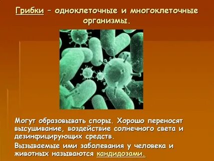 Может ли многоклеточный организм быть бессмертным