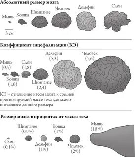 Определить размер мозга