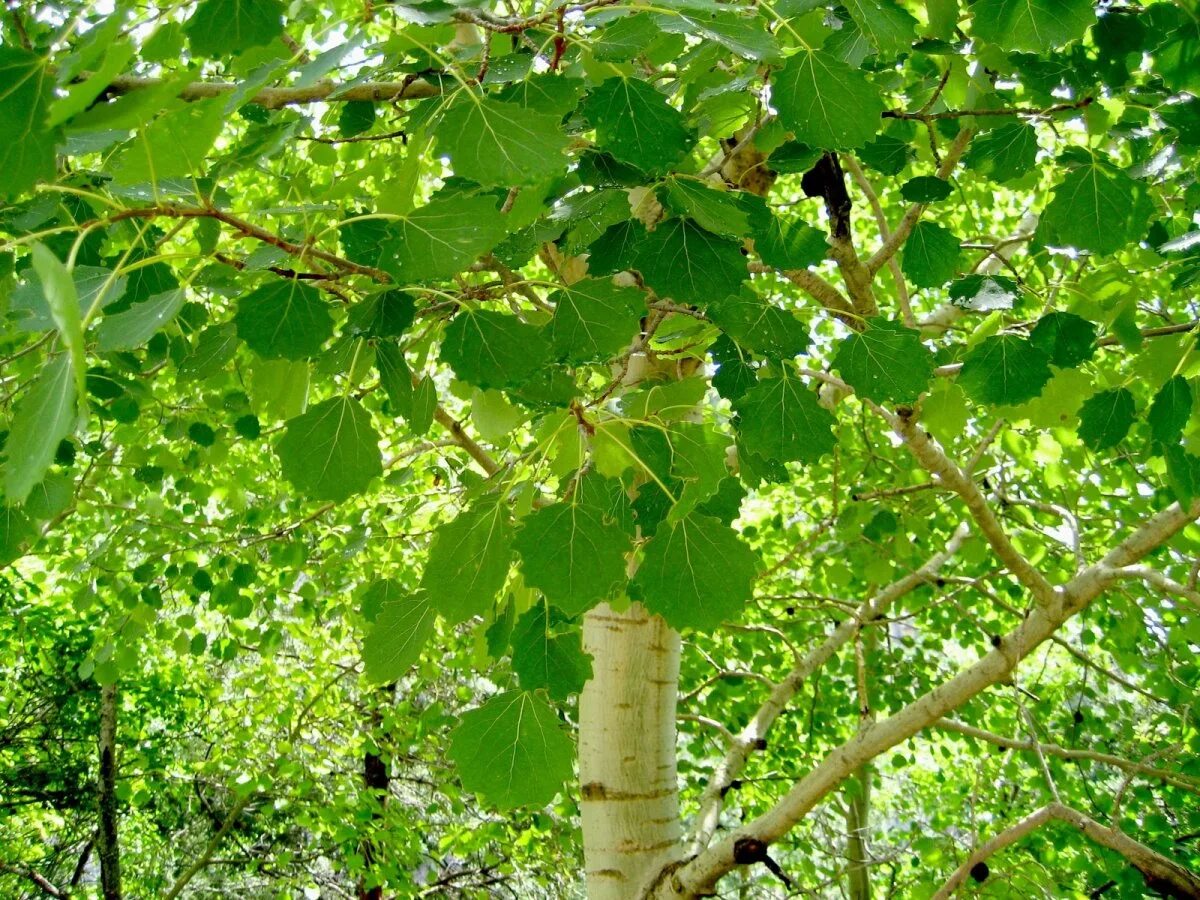 Тополь дрожащий осина. Тополь дрожащий (Populus tremula). Осина обыкновенная (Pópulus trémula). Осина (Populus tremula). Осина в какой природной