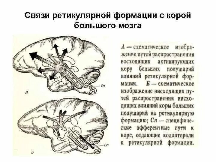 Влияние коры на ретикулярную формацию